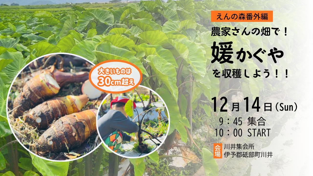 でっかいお芋にびっくり！『媛かぐや』収穫体験