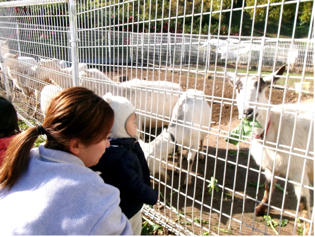 ふれあい自然体験